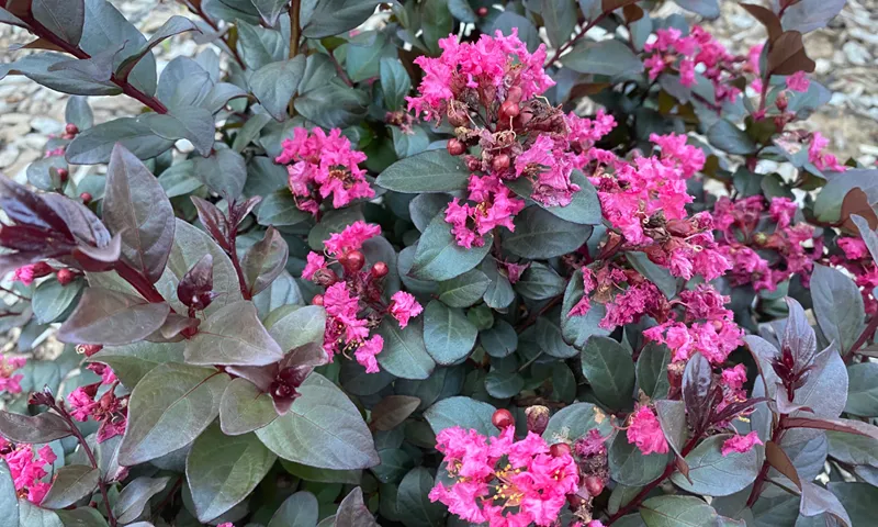 Lagerstroemia Pinky Pink™ - Crepe Myrtle