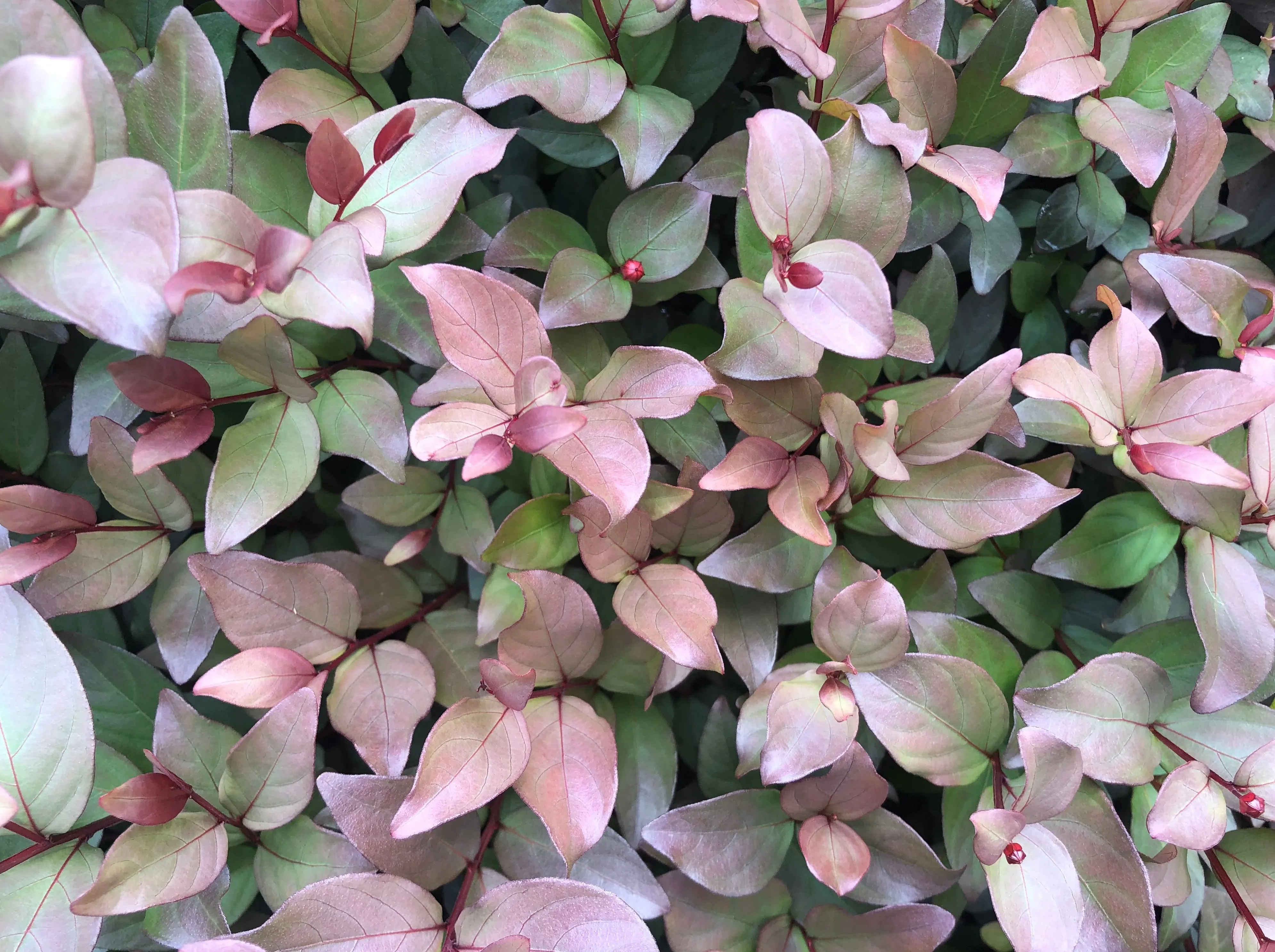Lagerstroemia Pinky Pink™ - Crepe Myrtle
