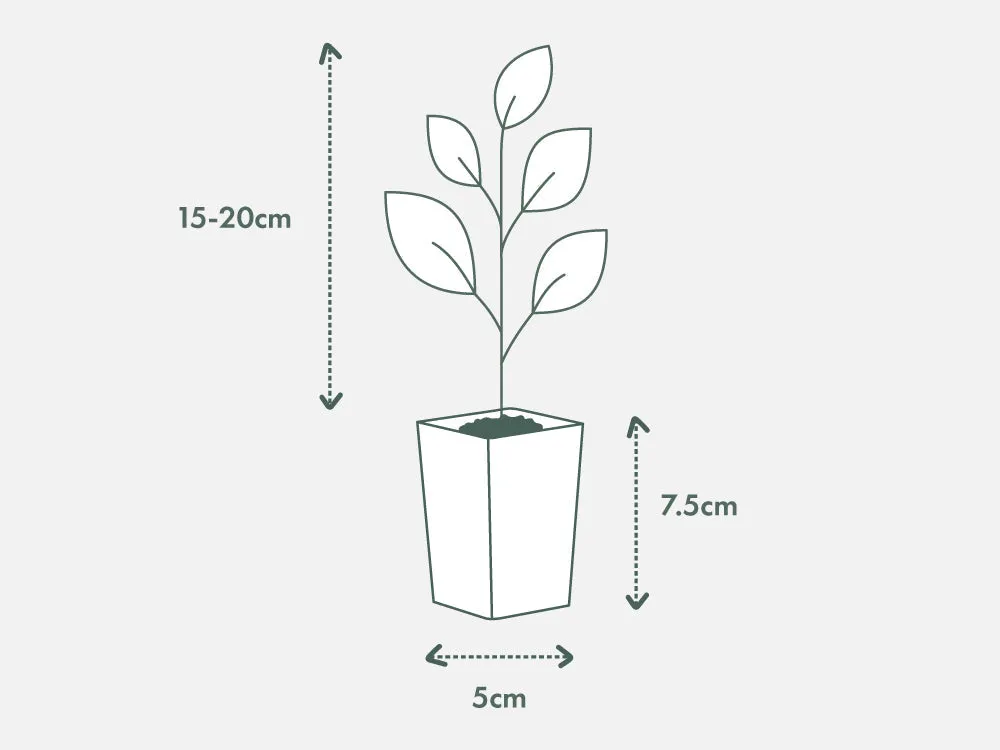 Lagerstroemia Pinky Pink™ - Crepe Myrtle