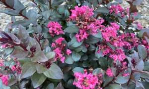 Lagerstroemia Pinky Pink™ - Crepe Myrtle